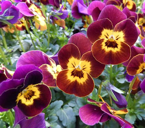 1280x720 wallpaper | Pansy, Balcony, Nursery, Spring Flowers, flower, plant | Peakpx