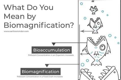 Biomagnification - Causes and Effects with Examples | Earth Reminder