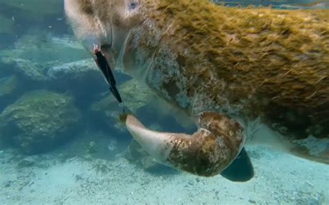 Manatee Found Tangled in Fishing Lure Hooked Between Fin and Face - Newsweek