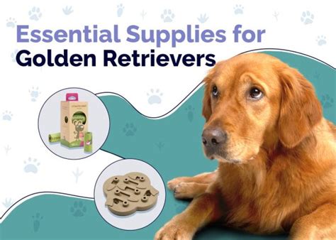 19 Essential Golden Retriever Supplies to Get You Started: 2024 Vet ...