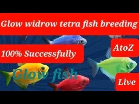 Glow Widow tetra breeding/ Glow fish/widow tetra fish breeding. - YouTube