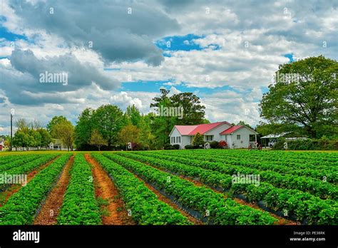 American Farming Photography