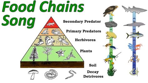 Ideas For Food Chain Examples Of Animals