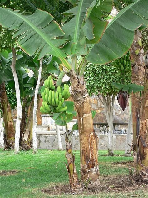 File:Banana tree with green bananas.jpg - Wikimedia Commons