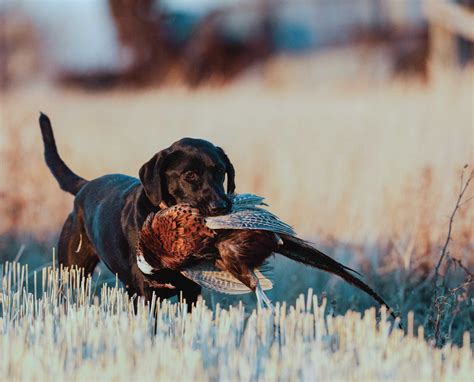 10 Most Popular and Obscure Upland Game Birds in North America