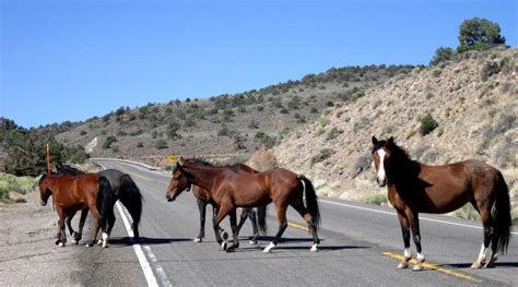 Wild Mustang Of Nevada | Smithsonian Photo Contest | Smithsonian Magazine