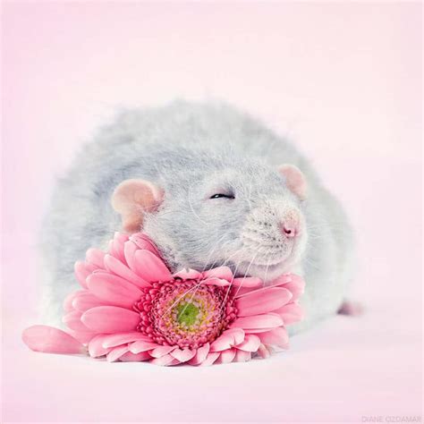 Cute Pet Rat Photos That Will Melt Your Heart by Diane Özdamar