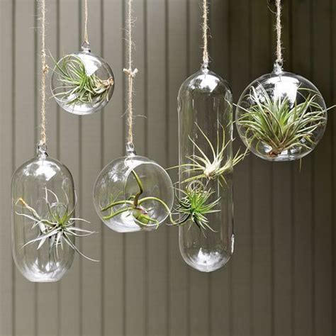 27 Coolest Ways To Display Air Plants - Shelterness