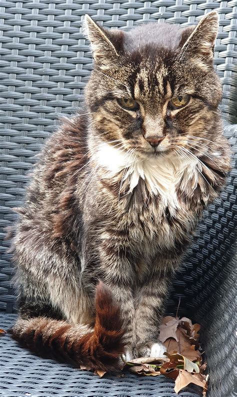 My nearly 20 year old cat Brutus is enjoying a beautiful autumn day ...