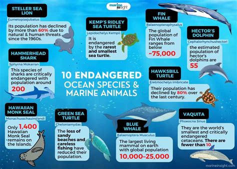 10 Endangered Ocean Species and Marine Animals