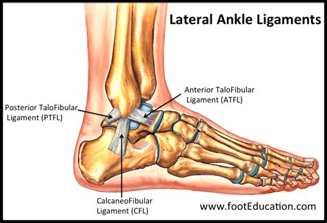 Diagram Of Ankle Ligaments