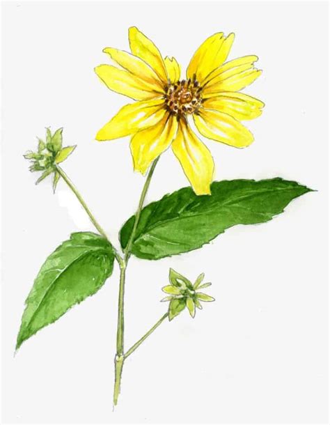 Thin-leaved Sunflower - Maine Native Plants