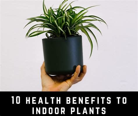 Green Living: 10 Surprising Health Benefits of Low-Maintenance Houseplants – Rustic Furniture Outlet