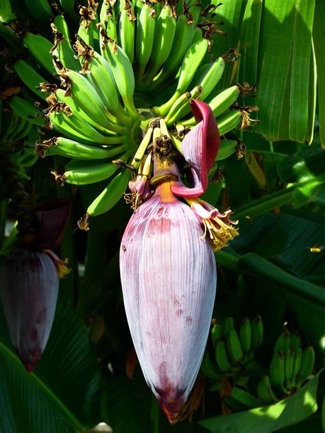 Banana Blossom Bloom - Free photo on Pixabay - Pixabay