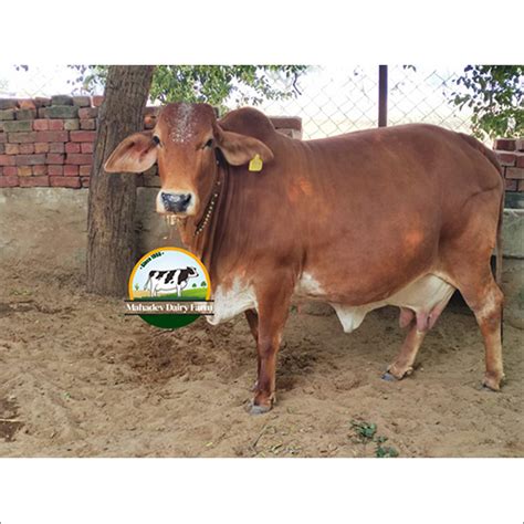 Dairy Farm Red Sindhi Cow Gender: Female at Best Price in Karnal ...