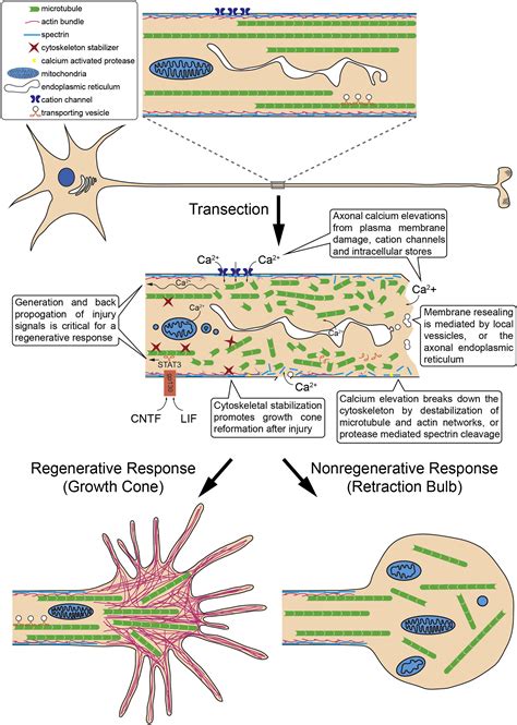 Intrinsic Control of Axon Regeneration: Neuron