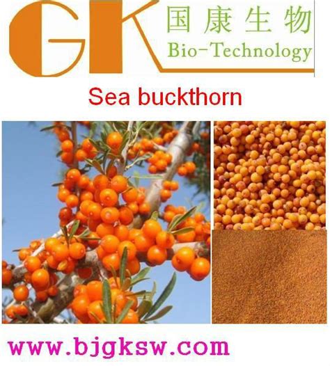 High Quality Sea Buckthorn Extract Seabuckthorn Flavone,China guo kang price supplier - 21food