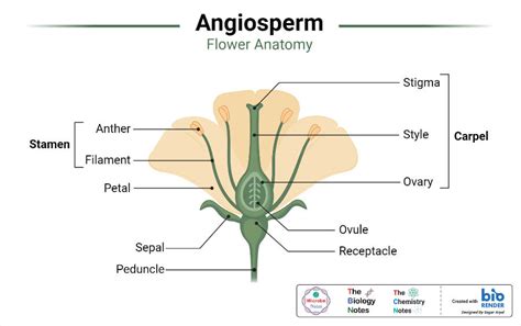 Angiosperms- Characteristics, Morphology, Classification, Uses