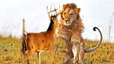 hungry lion chased the injured deer - YouTube