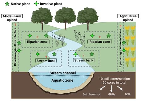 Investigating greenhouse gases emissions in plant invasion hotspots as a model for aquatic ...