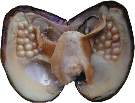 Amazon.com: Oyster Pearls, POSHOPS Freshwater Cultured Big Oysters with Pearls Inside Pearl an ...