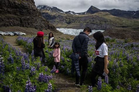 Beauty or Beast? Iceland Quarrels Over an Invasive Plant - The New York Times