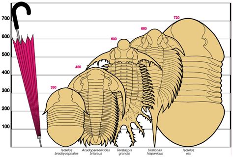 Trilobite | Dinopedia | Fandom