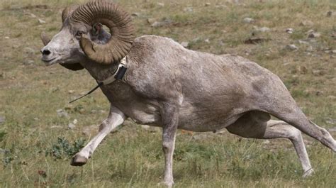 Wildlife of the Mongolian Steppe | Earthwatch