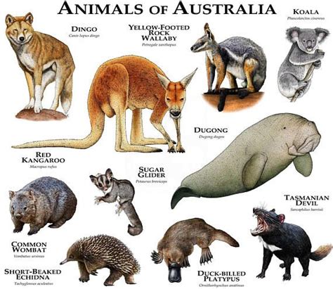 Native Mammals In Australia - Pets Lovers