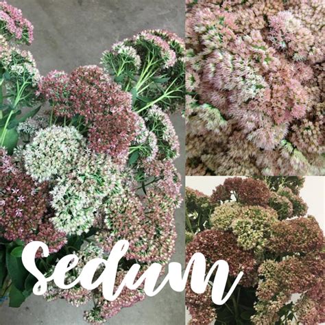 Floral Friday ~ Sedum | Dreisbach Wholesale Florists