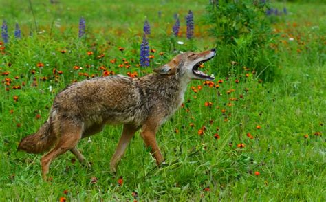 What Do Coyotes Sound Like at Night? | BeatPests