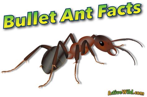 Bullet Ant Facts For Kids & Adults: Pictures, Information & Video