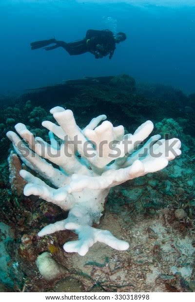 Coral Reef Beginning Bleach Coral Bleaching Stock Photo 330318998 ...