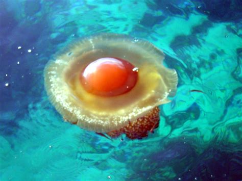 Fried Egg Jellyfish Are Kind of Adorable - & That's No Yolk.