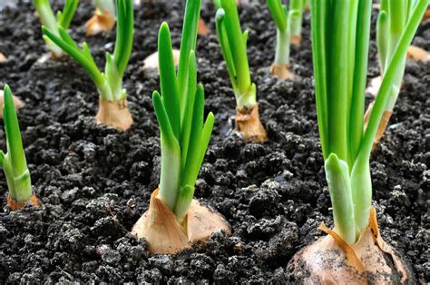 Growing Onions from Seed to Harvest - Squire's Garden Centres