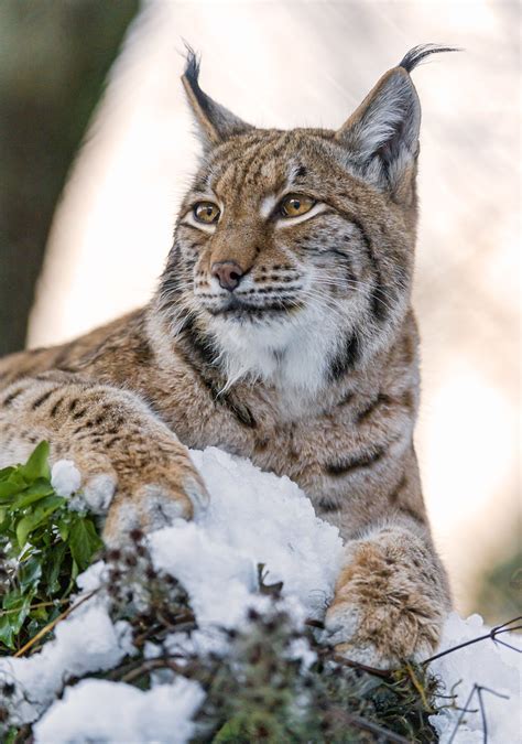 Female lynx posing on the top | The female lynx posed very w… | Flickr