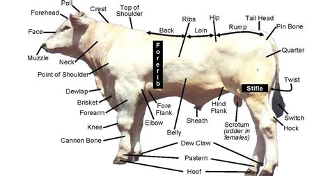 Beef Cattle Discovery - Parts | Animal & Food Sciences