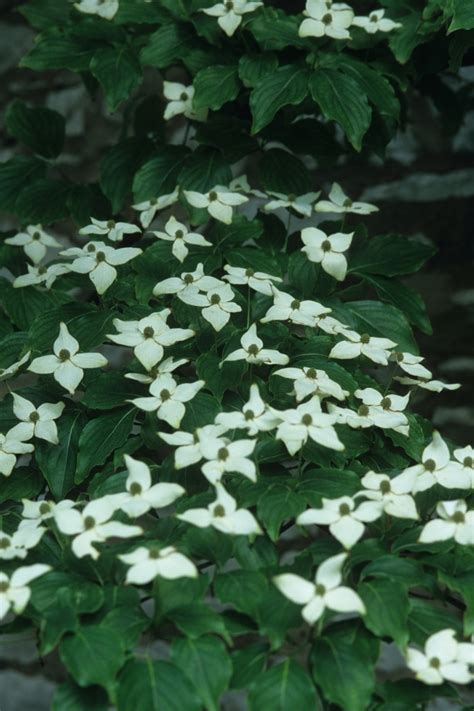 Cornus kousa 'Milky Way' Dogwood | Garden Center Marketing