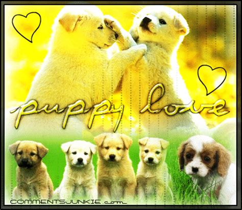 puppy love - cute dogs Photo (8189641) - Fanpop