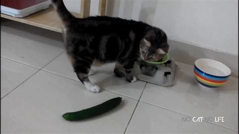 🤣 Funniest 😻 Cats and 🥒 Cucumbers - Awesome Funny Pet Videos 😇 - YouTube