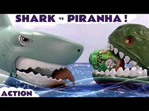 Piranha Fish Vs Shark