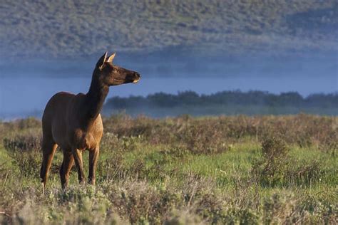 Rocky Mountain Cow Elk, early Spring Our beautiful Wall Art and Photo ...