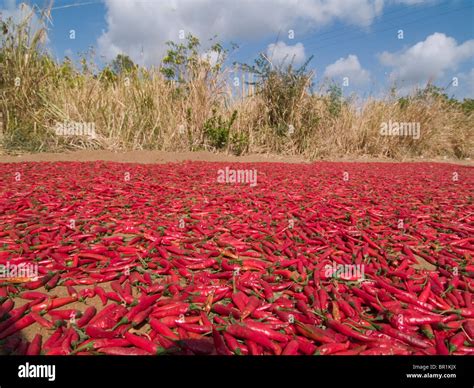 Chili peppers drying in the sun Stock Photo - Alamy