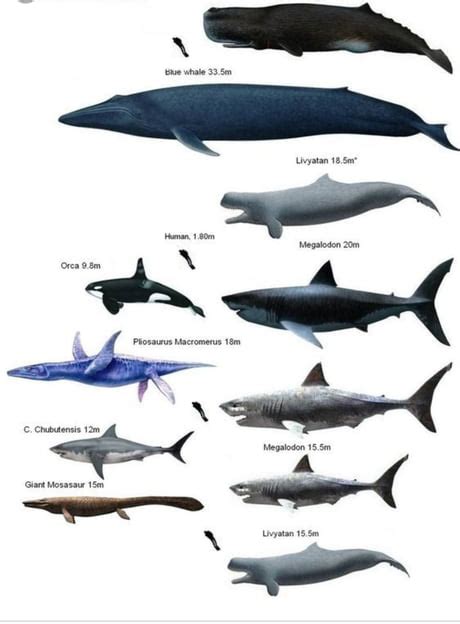 Mosasaurus And Megalodon Size Comparison