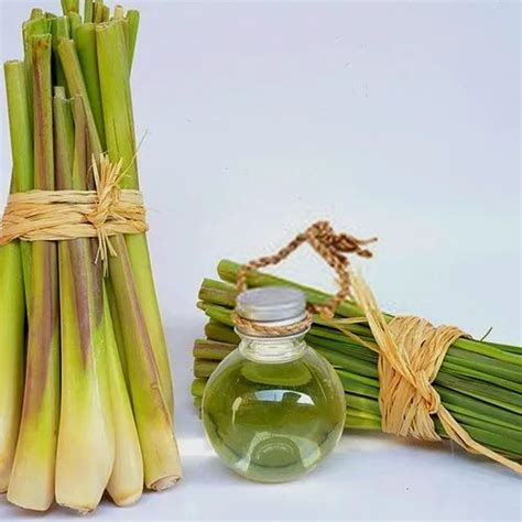 100% Pure Lemongrass Oil, Rs 1350 /kg, A.G.Industries | ID: 8951847573