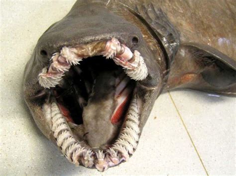 Frilled Shark – Facts, Size, Lifespan, Diet, Pictures