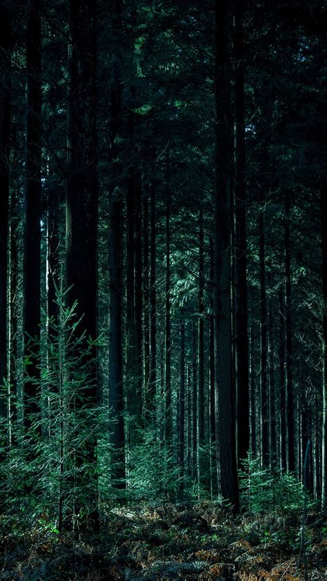 Green Forest, dark forest, dark, nature, HD phone wallpaper | Peakpx