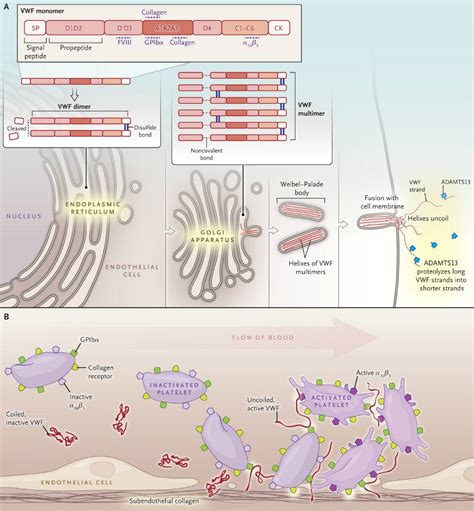 Review article: von willebrand’s disease. image: biosynthesis and ...