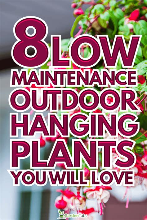 8 Low Maintenance Outdoor Hanging Plants You Will Love