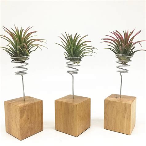 Set of 3 Wood Based Air Plant Stand Tillandsia Air Plant Holders Ionantha Tillandsia Air Plant ...